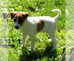 Puppy 1 Parson Russell Terrier