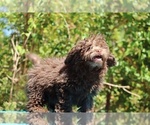 Small #17 ShihPoo
