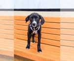 Small #1 Labrador Retriever Mix
