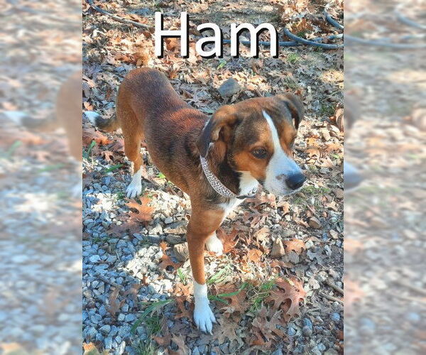 Medium Photo #1 Beagle-Unknown Mix Puppy For Sale in Mountain View, AR, USA