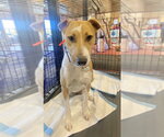 Small #8 Jack Russell Terrier-Rhodesian Ridgeback Mix