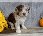 Small #1 Miniature Labradoodle