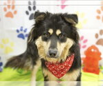Small Australian Shepherd-German Shepherd Dog Mix