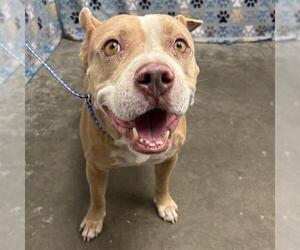 American Bulldog-Unknown Mix Dogs for adoption in Rosenberg, TX, USA