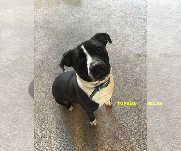Medium Photo #4 Labrador Retriever-Unknown Mix Puppy For Sale in Woodland Hills, CA, USA