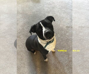 TUPELO - Male Labrador Retriever-Unknown Mix Dog for Adoption - Photo #4