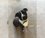 Small #3 Labrador Retriever Mix