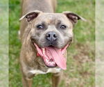 Small #8 Bullboxer Pit