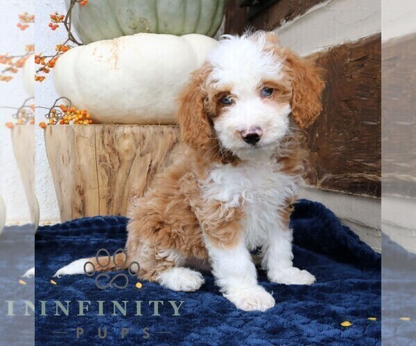 Medium Photo #2 Bernedoodle (Miniature) Puppy For Sale in NARVON, PA, USA