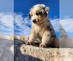 Small #3 Australian Shepherd