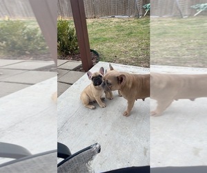 French Bulldog Puppy for sale in FORT WORTH, TX, USA