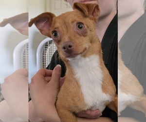 Chihuahua-Unknown Mix Dogs for adoption in Minneapolis, MN, USA