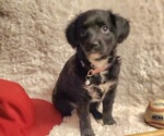 Small Photo #1 Aussiedoodle Miniature -Poodle (Toy) Mix Puppy For Sale in GREEN FOREST, AR, USA