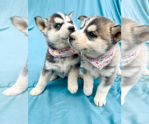 Siberian Husky Litter for sale in PONTOTOC, MS, USA
