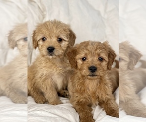Goldendoodle (Miniature) Puppy for Sale in LOS ANGELES, California USA