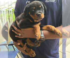 Rottweiler Dogs for adoption in San Antonio, TX, USA