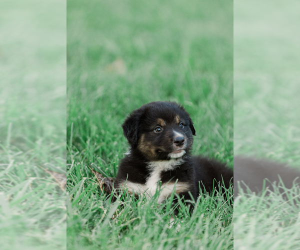 Medium Photo #1 Australian Shepherd Puppy For Sale in ARODA, VA, USA