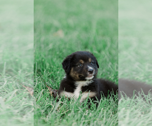 Medium Australian Shepherd