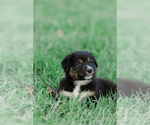 Puppy 8 Australian Shepherd