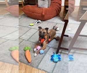 Chewy - Female Mutt Dog for Adoption - Photo #3