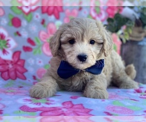 American Eskimo Dog (Toy)-Poodle (Miniature) Mix Puppy for sale in LANCASTER, PA, USA