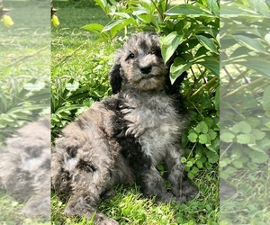Goldendoodle-Poodle (Standard) Mix Puppy for sale in MASON, IL, USA