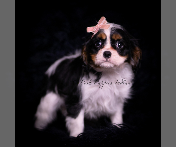 Medium Photo #2 Cavalier King Charles Spaniel Puppy For Sale in WARSAW, IN, USA