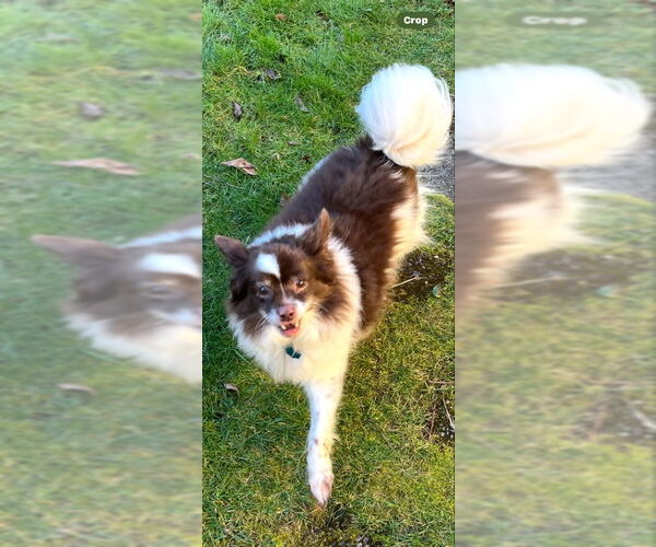 Medium Photo #2 Paperanian Puppy For Sale in Olalla, WA, USA