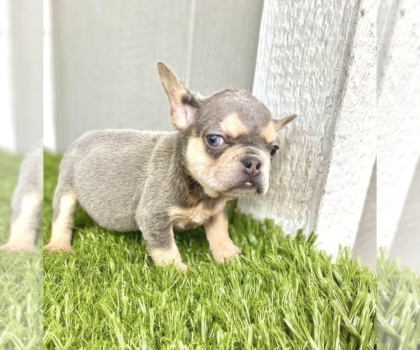 Medium Photo #31 French Bulldog Puppy For Sale in COLUMBUS, OH, USA
