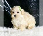 Small Photo #20 Maltipoo (Miniature) Puppy For Sale in WARSAW, IN, USA