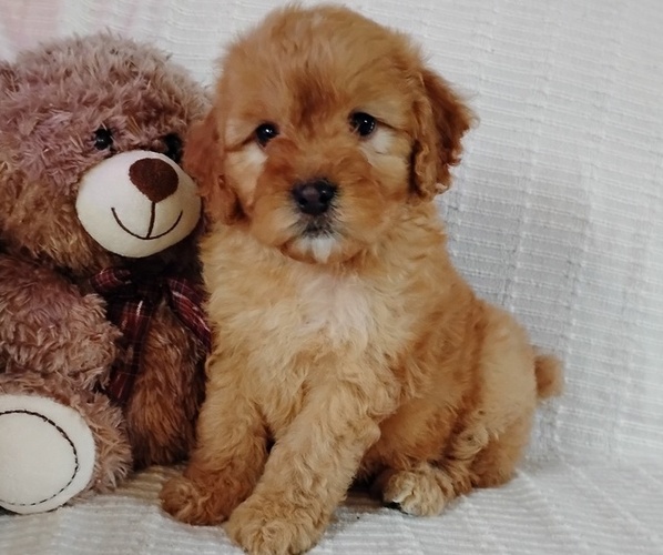 Medium Photo #1 Cockapoo (Miniature) Puppy For Sale in FITZGERALD, GA, USA