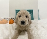 Small Photo #1 Double Doodle Puppy For Sale in NORTH HIGHLANDS, CA, USA