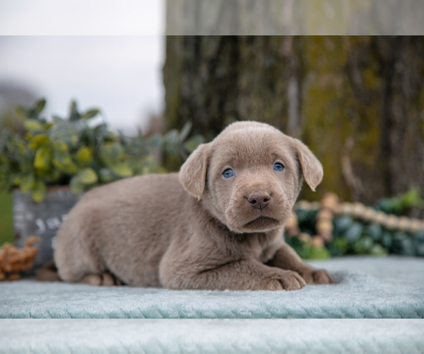 Medium Photo #2 Labrador Retriever Puppy For Sale in HOLMESVILLE, OH, USA