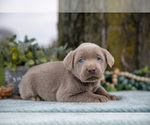 Small #1 Labrador Retriever