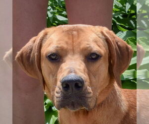 American Staffordshire Terrier-Redbone Coonhound Mix Dogs for adoption in Huntley, IL, USA