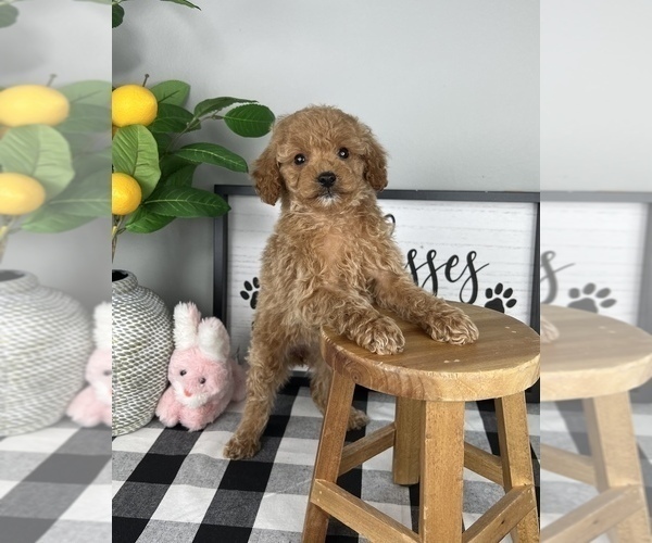Medium Photo #2 Cavapoo Puppy For Sale in FRANKLIN, IN, USA