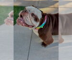 Small #1 Bulldog Mix