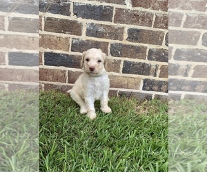 Goldendoodle Puppy for sale in MERIDIAN, MS, USA
