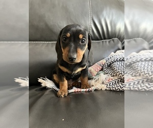Dachshund Puppy for sale in DENVER, CO, USA