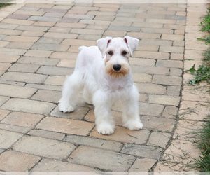 Schnauzer (Miniature) Puppy for sale in SYRACUSE, IN, USA