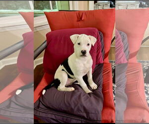 Staffordshire Bull Terrier-Unknown Mix Dogs for adoption in Ball Ground, GA, USA