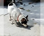 Small Photo #3 Rat Terrier Puppy For Sale in Atlanta, GA, USA