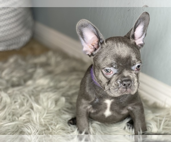 Medium Photo #5 French Bulldog Puppy For Sale in HOLLISTER, CA, USA