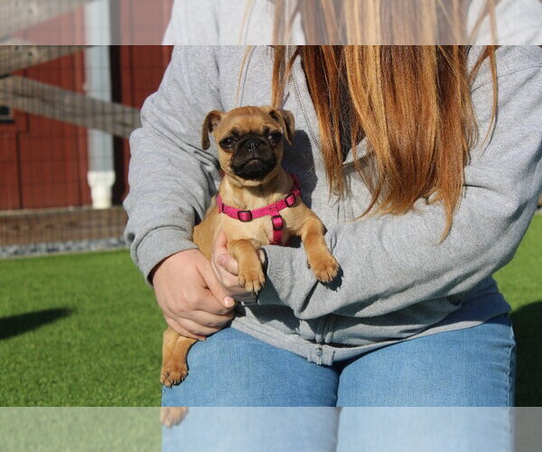 Medium Photo #4 Chug Puppy For Sale in Chestertown, MD, USA