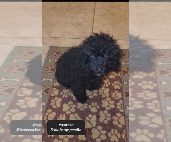 Medium Photo #3 Poodle (Toy) Puppy For Sale in TUCSON, AZ, USA