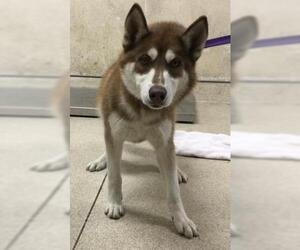 Siberian Husky Dogs for adoption in Riverside, CA, USA