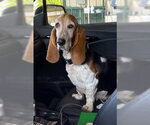 Small #6 Basset Hound