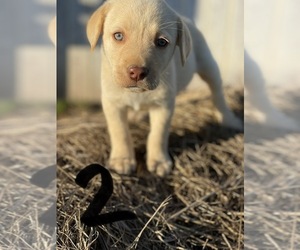 Labrador Retriever Puppy for sale in WINCHESTER, KY, USA