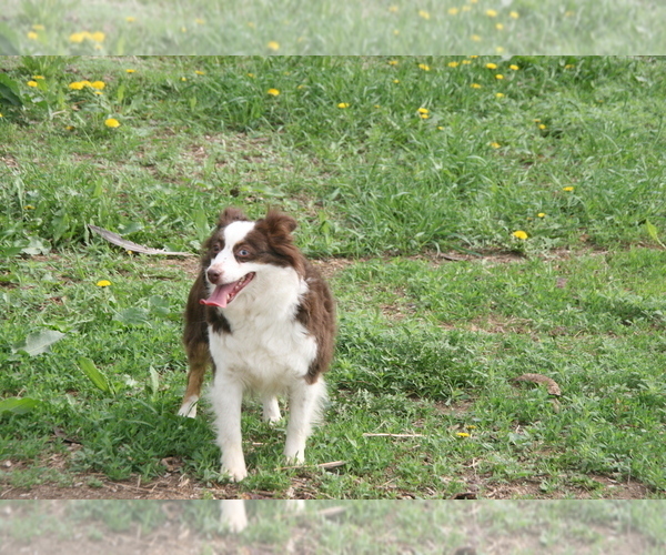 Medium Photo #1 Miniature Australian Shepherd Puppy For Sale in FAIRVIEW, SD, USA