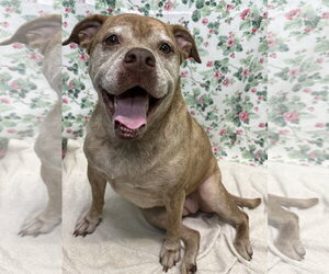 Bulldog-Unknown Mix Dogs for adoption in Wetumpka, AL, USA